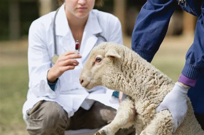 Koyunlarda Karma Aşının Önemi