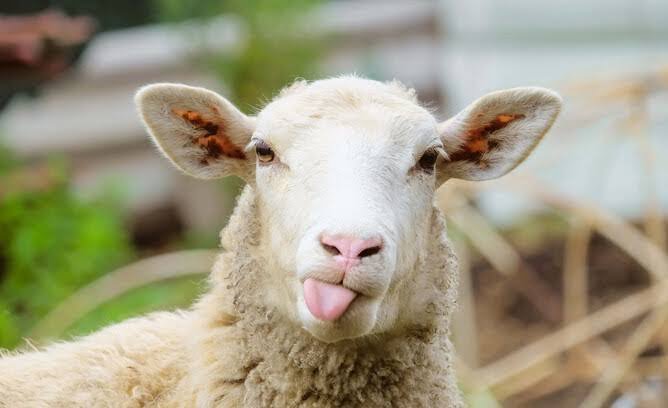 Koyunlarda Delibaş Hastalığı