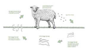Koyunlarda parazit döngüsü