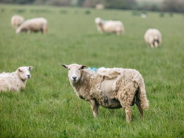 Koyunlarda Yün Yeme Hastalığı