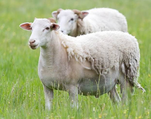 Koyunlarda Tüy Dökülmesi: Nedenleri, Belirtileri ve Tedavisi