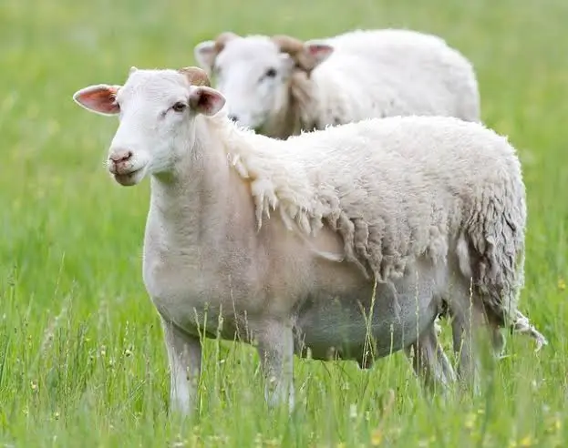 Koyunlarda Tüy Dökülmesi