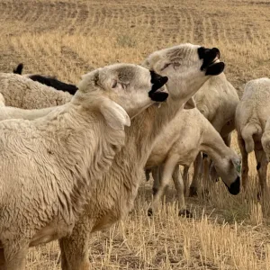 Damızlık Kangal Koç