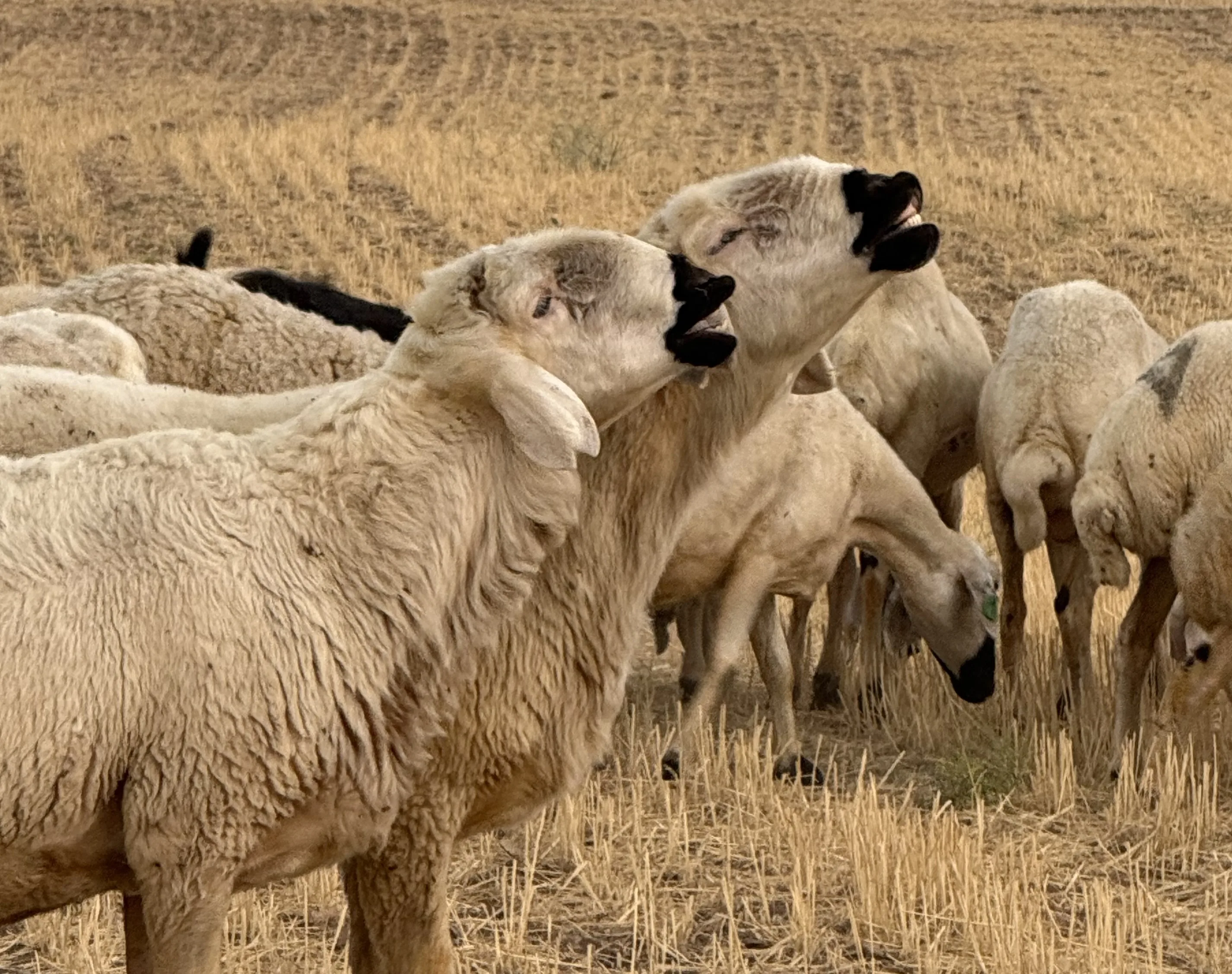 Damızlık Kangal Koç