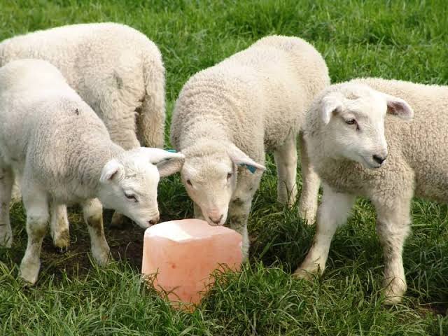 Koyunlara Neden Tuz Verilir?