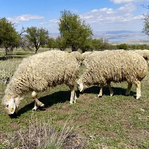 2025 Nisan Ayı Koyun Fiyatları: Adaklık ve Kurbanlık Koyun Fiyatları