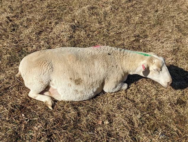 Koyun ve Keçilerde Gebelik Toksemisi: Belirtiler, Tedavi ve Önleme