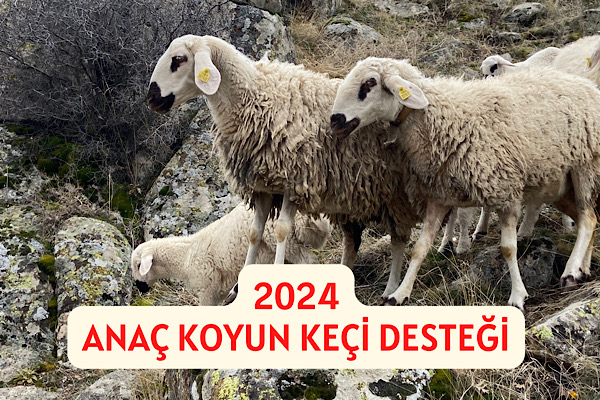 2024 Anaç Koyun Keçi Destekleme Ödemeleri Ödeniyor