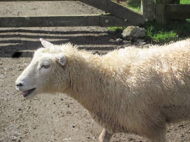 Koyun ve Kuzularda Öksürük: Nedenleri ve Tedavi Yöntemleri