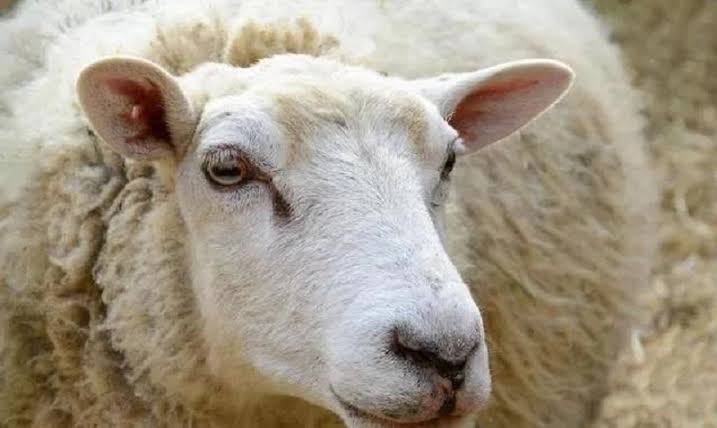 Koyunlarda İştahsızlık
