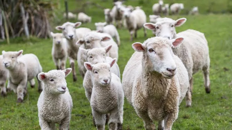 Koyun ve Keçilerde Şap Hastalığı: Korunma ve Tedavi Yöntemleri