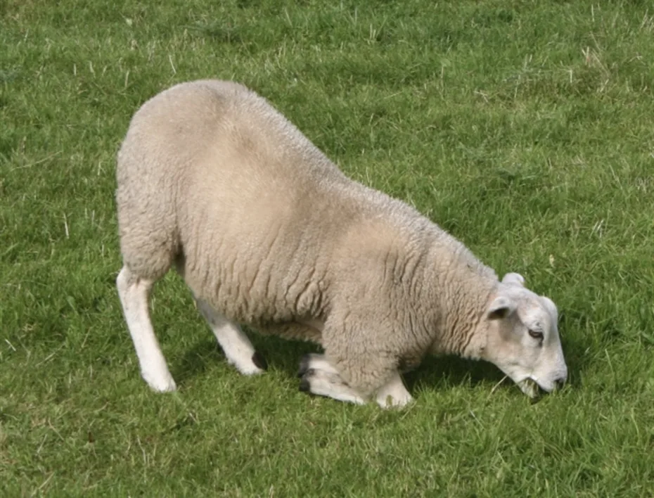 Koyunlarda Topallık