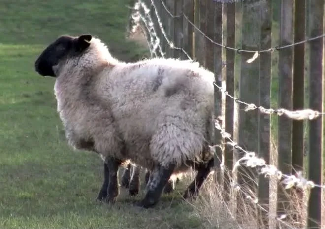 Koyunlarda Uyuz Hastalığı: Belirtileri ve Tedavisi