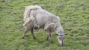 Koyunlarda Uyuz Belirtisi