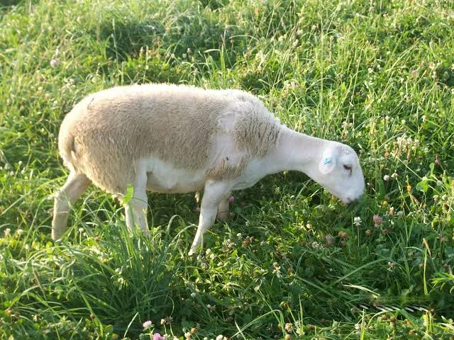 Koyunlarda Ot Zehirlenmesi: Belirtileri ve Tedavi Yöntemleri