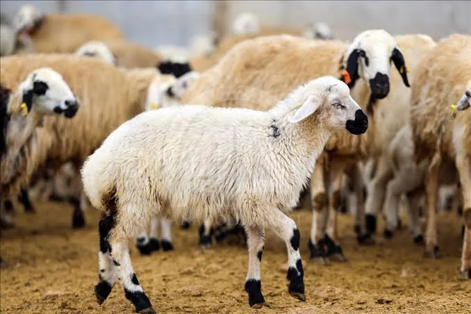 Koyunlarda Akciğer Hastalıkları