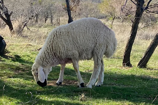 Koyunlarda Enterotoksemi Hastalığı