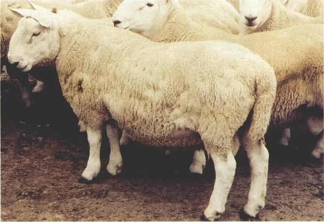 Koyunlarda Mantar Hastalığı