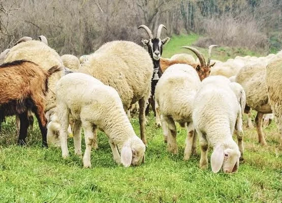 Kurbanlık Koyun Fiyatları Ankara