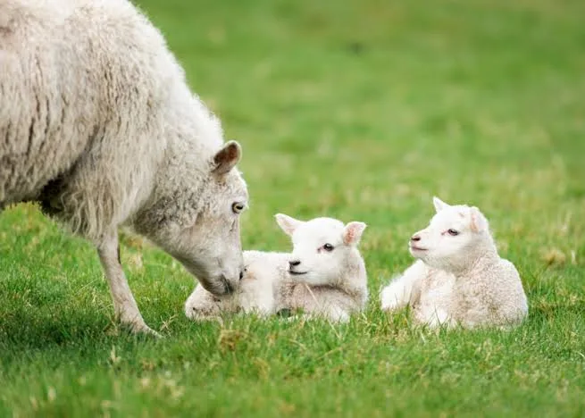 Koyunlarda Vitamin ve Mineral Takviyesi: Sağlıklı Bir Sürünün Sırrı