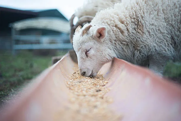 Koyun, Kuzu ve Sığırlar İçin Yem Değişimi Süreci