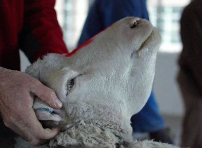 Koyunlarda Çene Altı Şişmesi: Nedenler, Belirtiler ve Tedavisi
