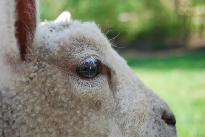 Koyunlarda Zehirlenme Belirtileri: Tedavi ve Önleme