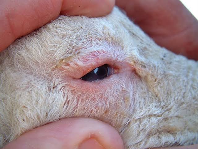 Kuzularda Göz Enfeksiyonu: Belirtileri ve Tedavisi