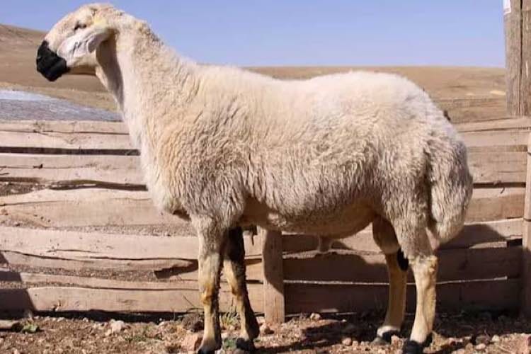 Kangal Akkaraman