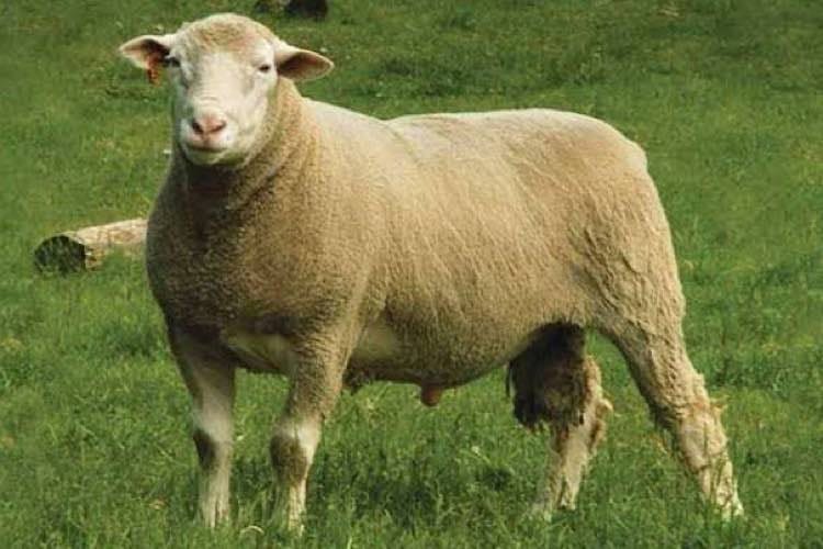 Merinolandschaf